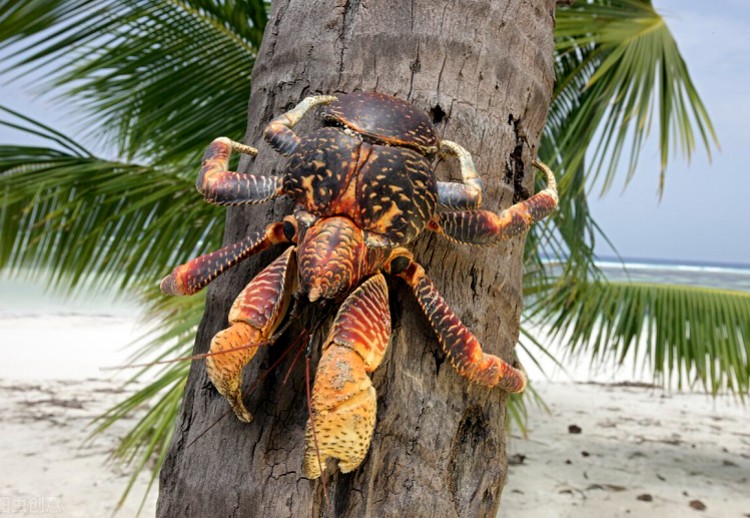 美味引来“杀身之祸”-菲律宾椰子蟹濒危 